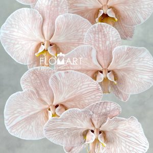 Phalaenopsis Dyed Mocha - Image 2