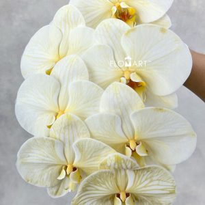 Phalaenopsis Dyed Orange