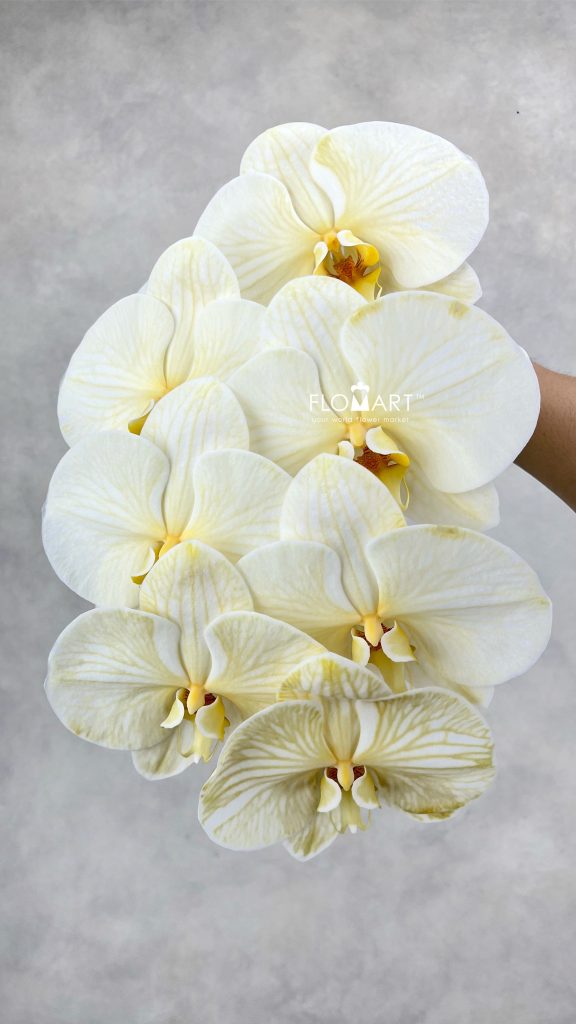 Phalaenopsis Dyed Orange