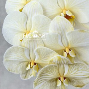 Phalaenopsis Dyed Orange - Image 2