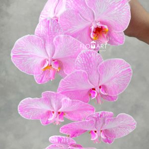 Phalaenopsis Dyed Pink
