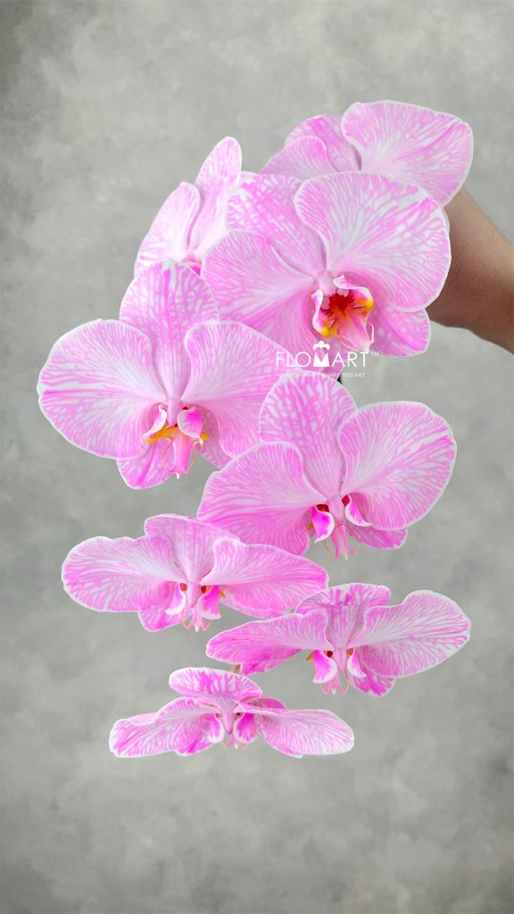 Phalaenopsis Dyed Pink
