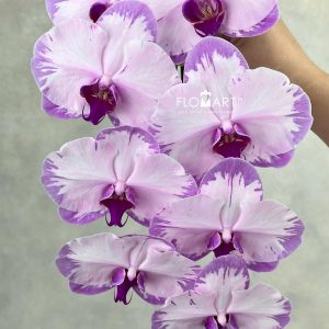 Phalaenopsis Dyed Pink White Stripes