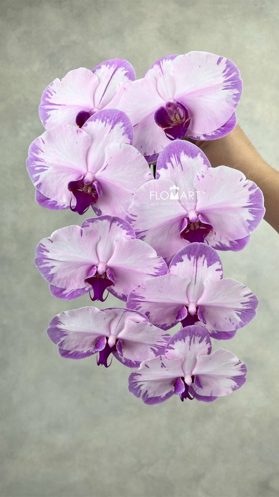 Phalaenopsis Dyed Pink White Stripes