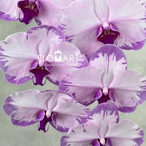 Phalaenopsis Dyed Pink White Stripes - Image 2