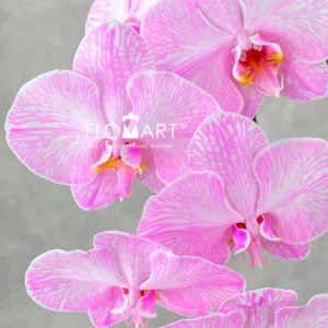 Phalaenopsis Dyed Pink - Image 2