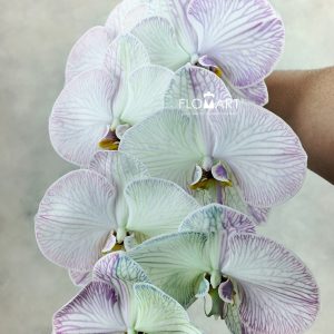 Phalaenopsis Dyed Rainbow