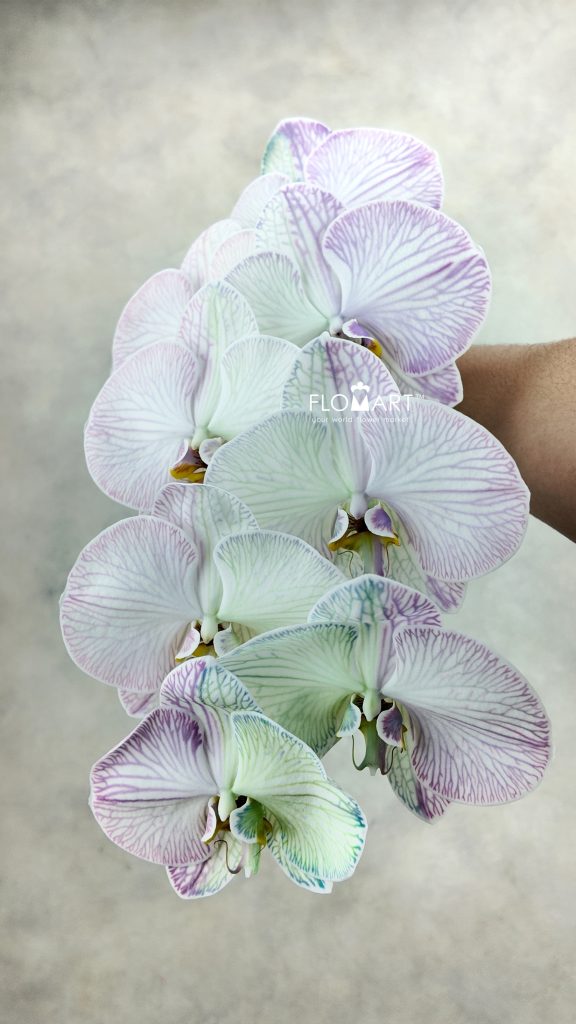Phalaenopsis Dyed Rainbow
