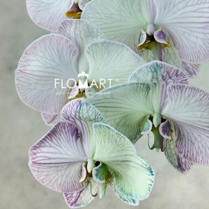 Phalaenopsis Dyed Rainbow - Image 2