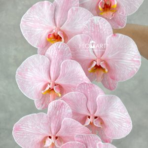Phalaenopsis Dyed Red