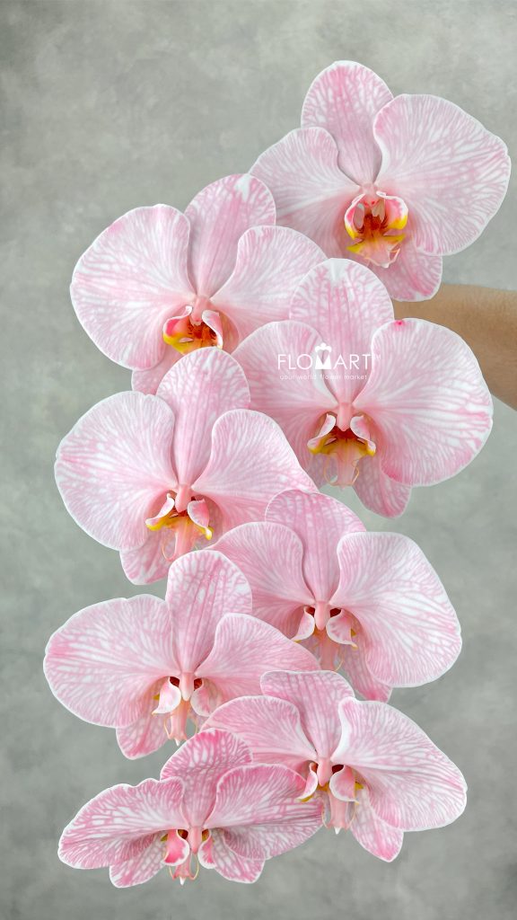 Phalaenopsis Dyed Red