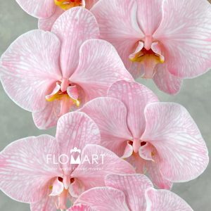 Phalaenopsis Dyed Red - Image 2