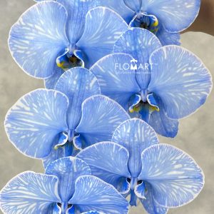 Phalaenopsis Dyed Royal Blue