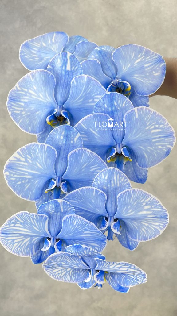 Phalaenopsis Dyed Royal Blue