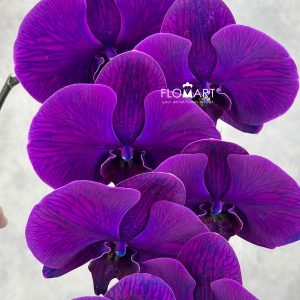 Phalaenopsis Dyed Royal Blue Purple
