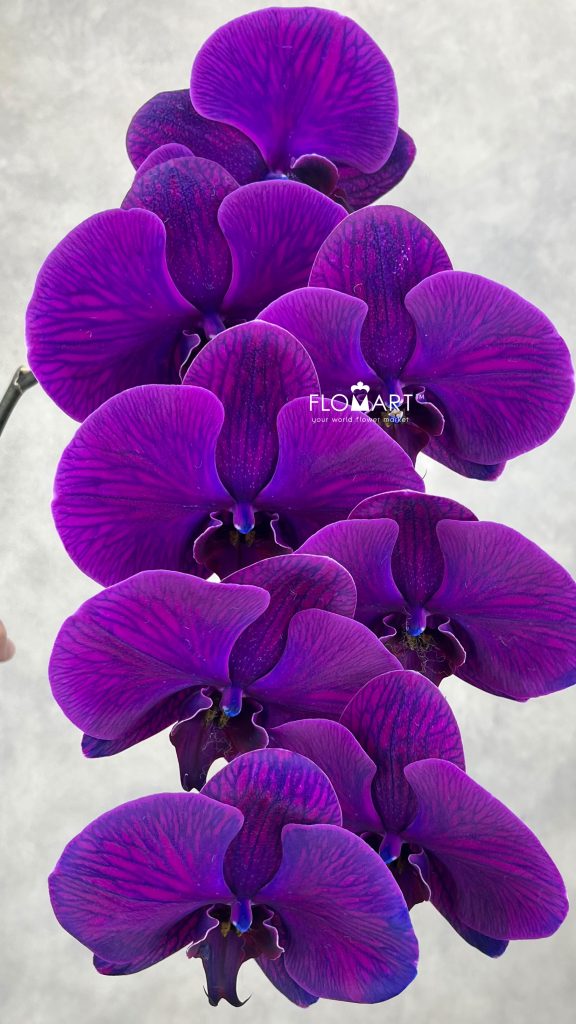 Phalaenopsis Dyed Royal Blue Purple