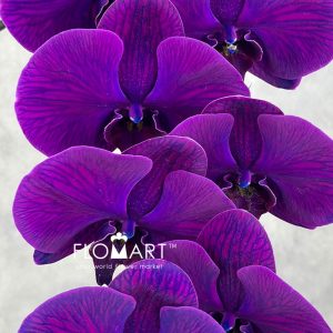 Phalaenopsis Dyed Royal Blue Purple - Image 2