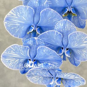 Phalaenopsis Dyed Royal Blue - Image 2