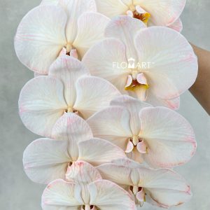 Phalaenopsis Dyed Sepia