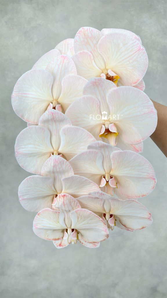 Phalaenopsis Dyed Sepia