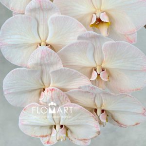 Phalaenopsis Dyed Sepia - Image 2