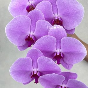 Phalaenopsis Light Pink