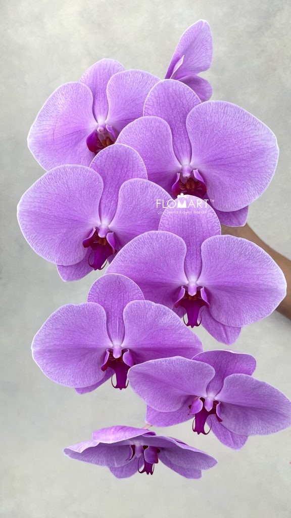 Phalaenopsis Light Pink