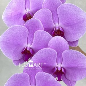 Phalaenopsis Light Pink - Image 2