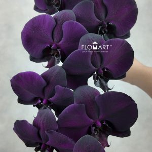 Phalaenopsis Painted Flat Black