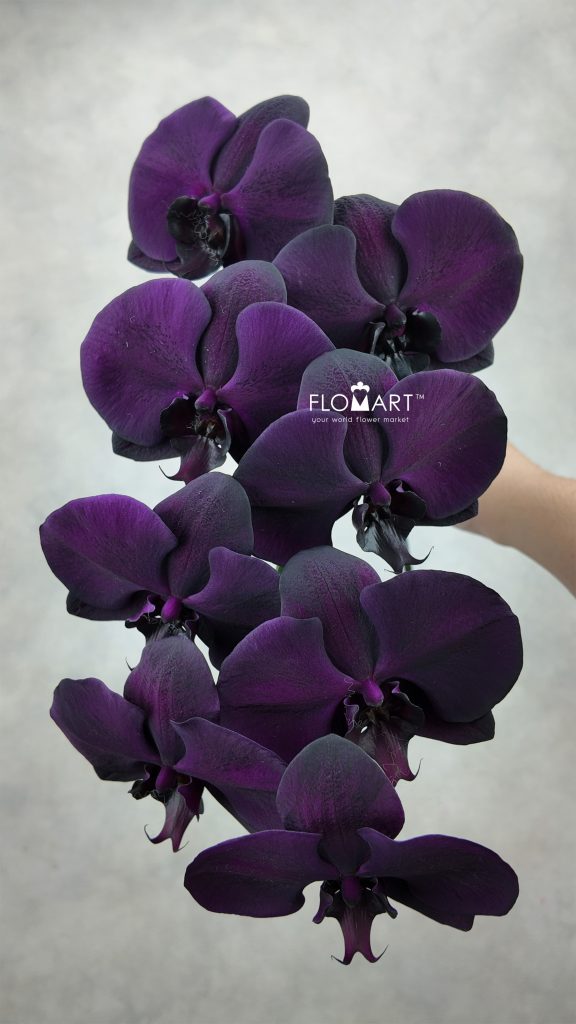 Phalaenopsis Painted Flat Black