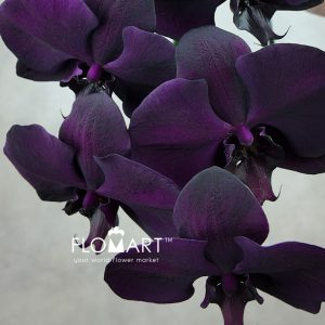 Phalaenopsis Painted Flat Black - Image 2