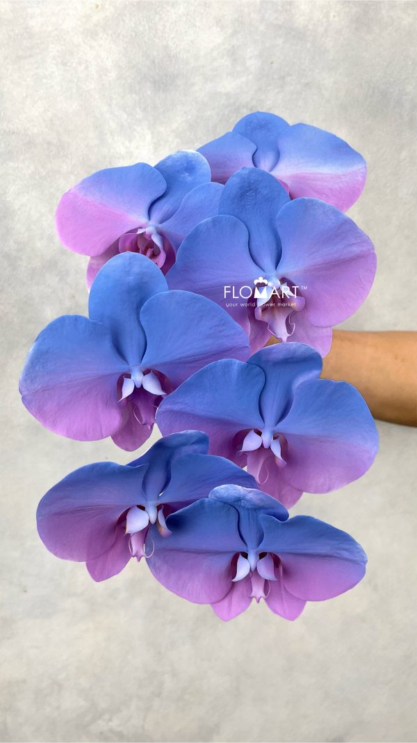 Phalaenopsis Painted French Blue Lavender