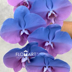Phalaenopsis Painted French Blue Lavender - Image 2