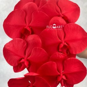 Phalaenopsis Painted Holiday Red