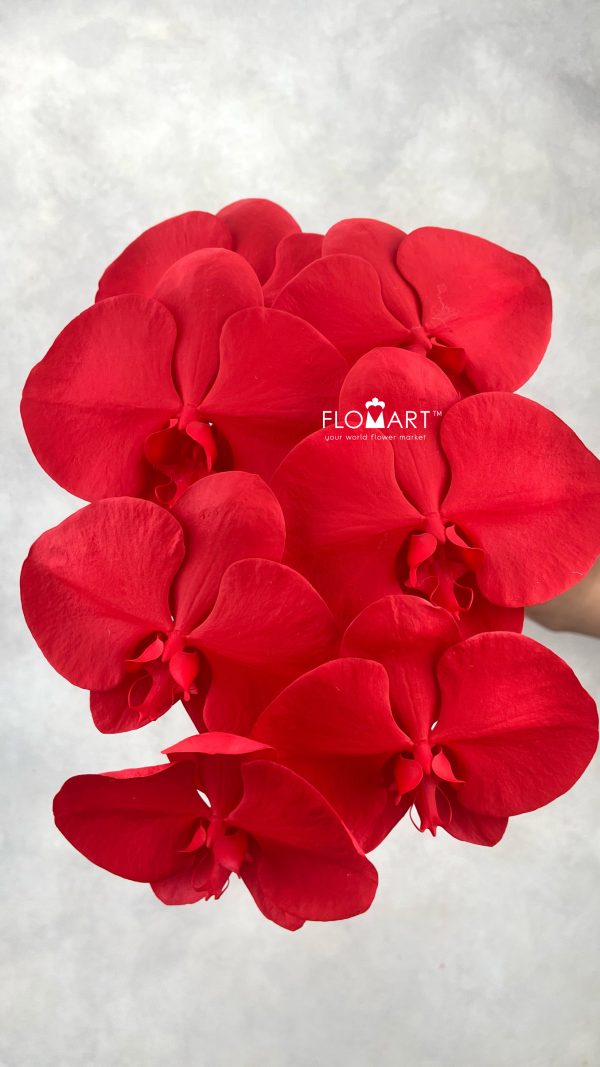 Phalaenopsis Painted Holiday Red