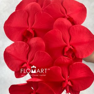 Phalaenopsis Painted Holiday Red - Image 2