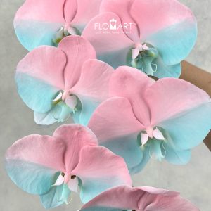 Phalaenopsis Painted Pink Robbin Egg