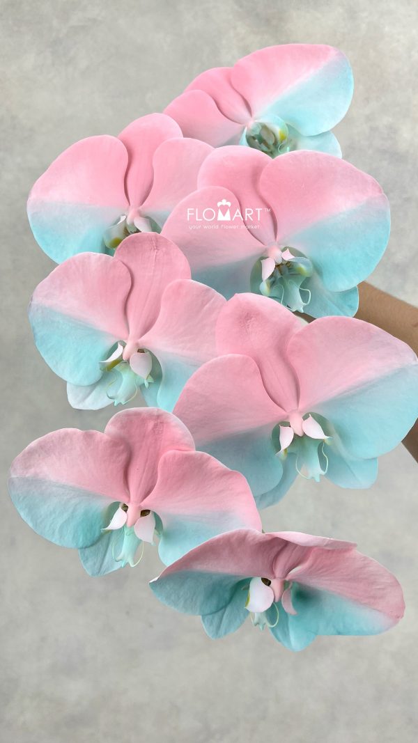 Phalaenopsis Painted Pink Robbin Egg