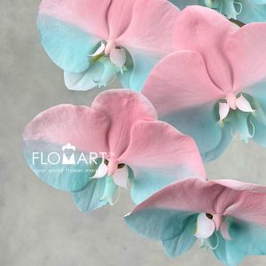 Phalaenopsis Painted Pink Robbin Egg - Image 2