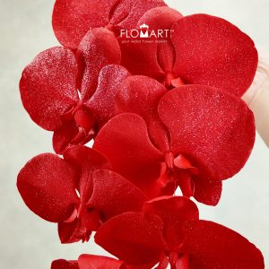 Phalaenopsis Painted Red Silver Glitter