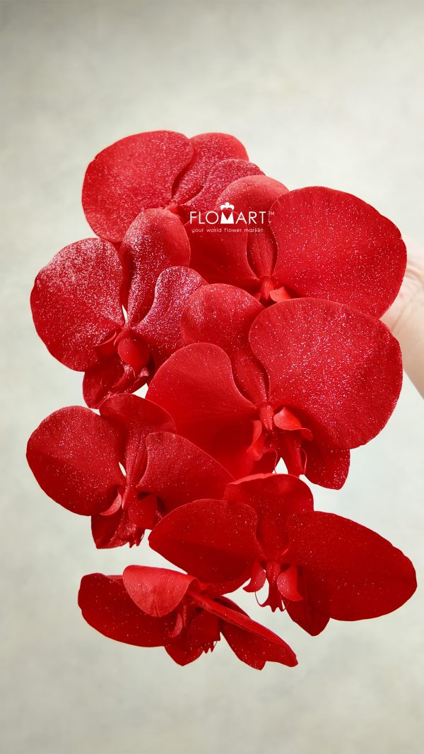 Phalaenopsis Painted Red Silver Glitter