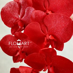 Phalaenopsis Painted Red Silver Glitter - Image 2