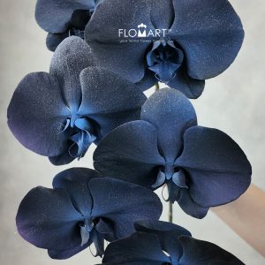 Phalaenopsis Painted Starry Sky