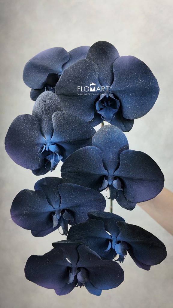 Phalaenopsis Painted Starry Sky