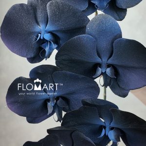 Phalaenopsis Painted Starry Sky - Image 2