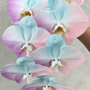 Phalaenopsis Painted Symphony