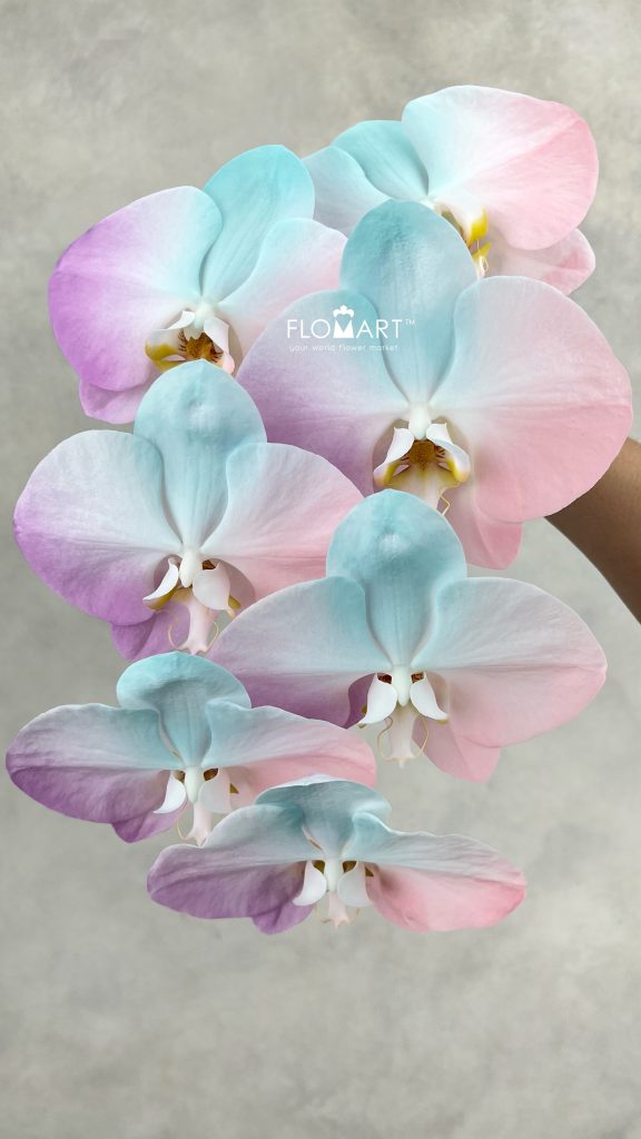 Phalaenopsis Painted Symphony