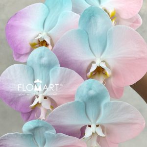 Phalaenopsis Painted Symphony - Image 2
