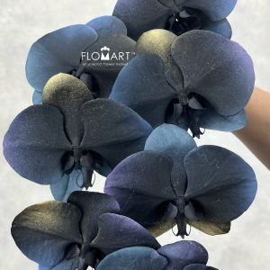 Phalaenopsis Painted Universe