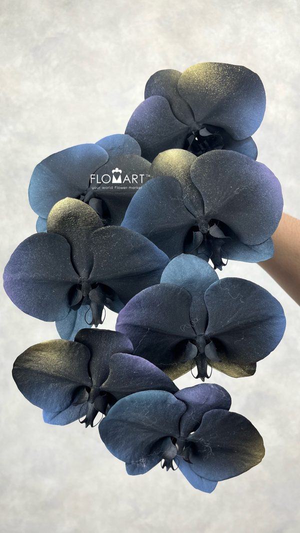 Phalaenopsis Painted Universe